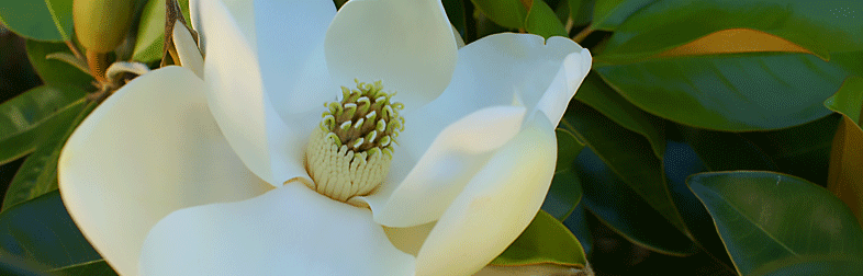 blooming flower